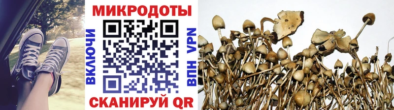 кракен   Камызяк  Галлюциногенные грибы Psilocybe 